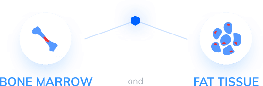 graphic of bone marrow and fat tissue connecting in the middle
